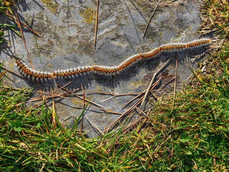 Caratteristica migrazione processionale della processionaria del quercia